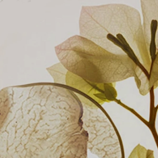 FENUGREEK